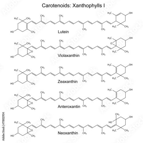 Structural formulas of plant pigments - carotenoids xanthophylls