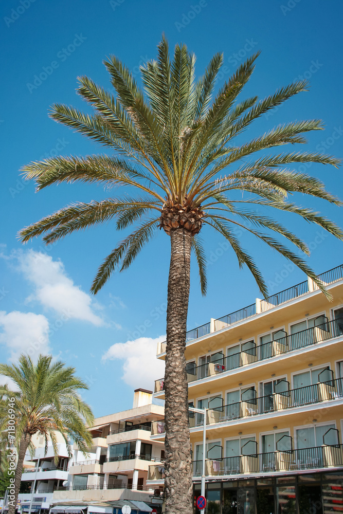 Fototapeta premium Palm tree