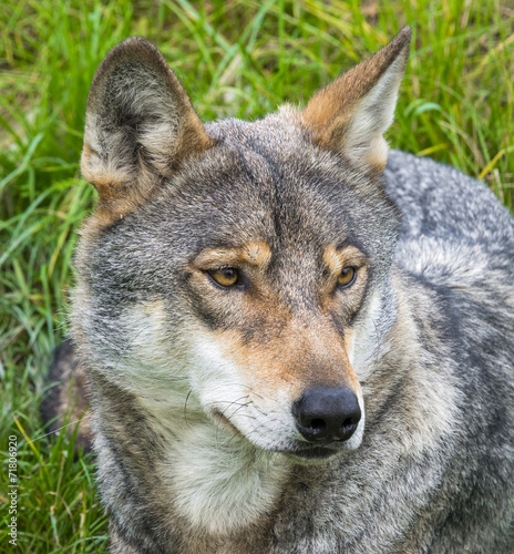 wolf portrait