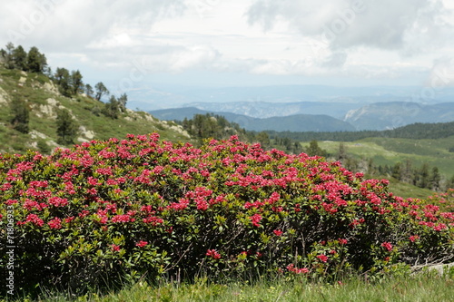 Rhododendrons,Pyrénées audoises
