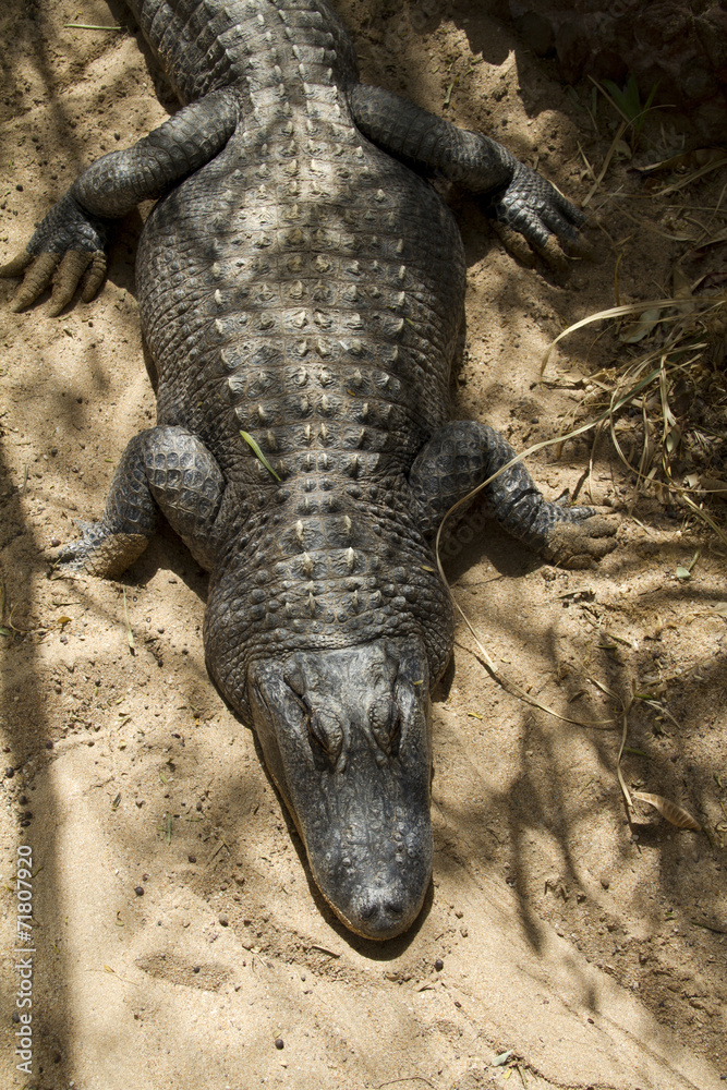 Fototapeta premium crocodile