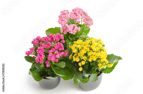 Kalanchoe