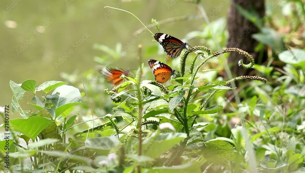 butterfly on garden