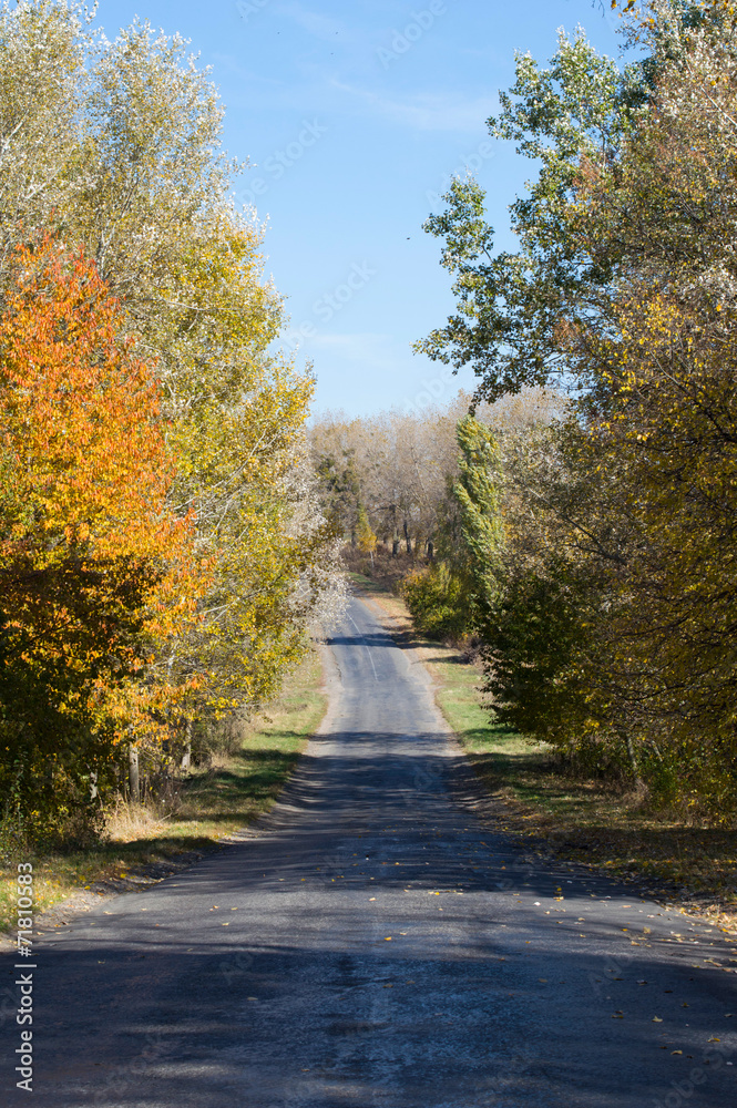 Obraz premium Landscape - asphalt highway with yellow and green trees on the s