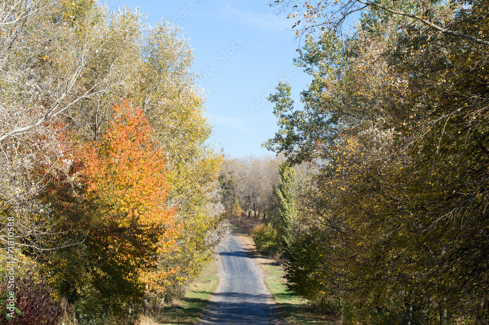 Landscape - asphalt highway with yellow and green trees