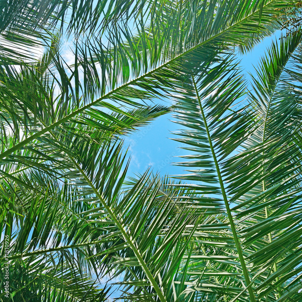 Fototapeta premium Branches of a coconut tree on background sky.