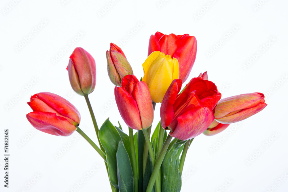 Colorful Tulips Bouquet on White Background Colorful Tulips Bouquet on White Background