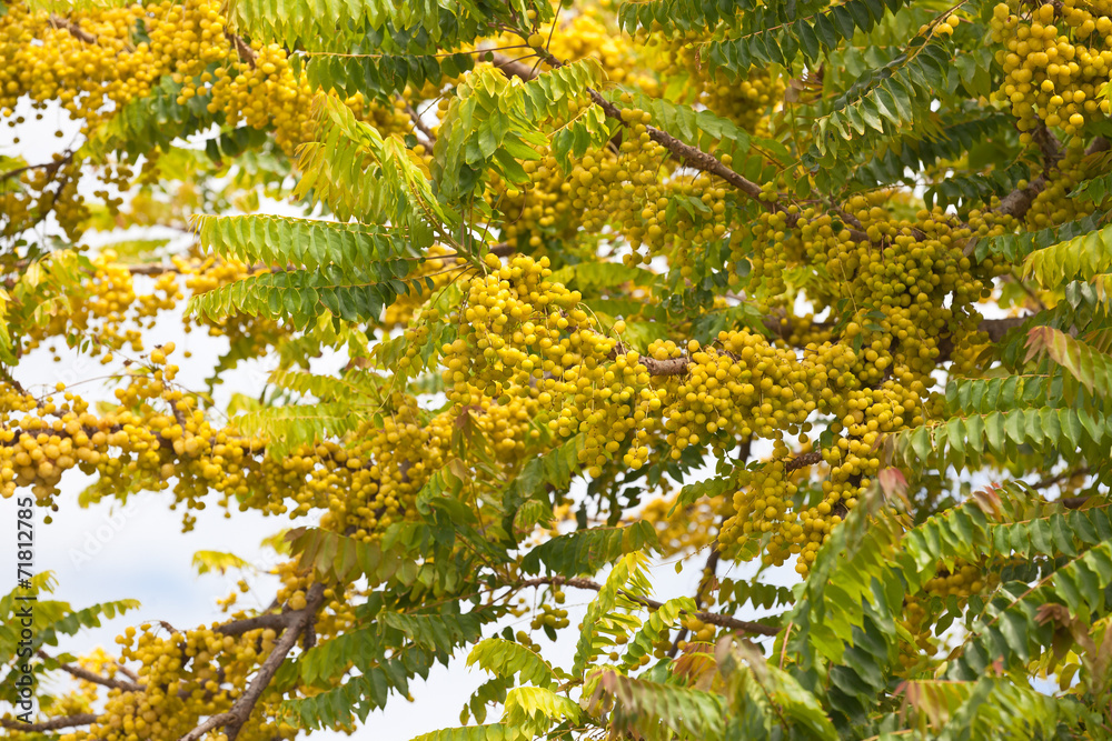 Phyllanthus acidus, Girimbellier ou Chérimbélier Phyllanthus acidus, Girimbellier ou Chérimbélier