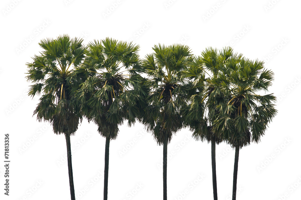Fototapeta premium Sugar palm