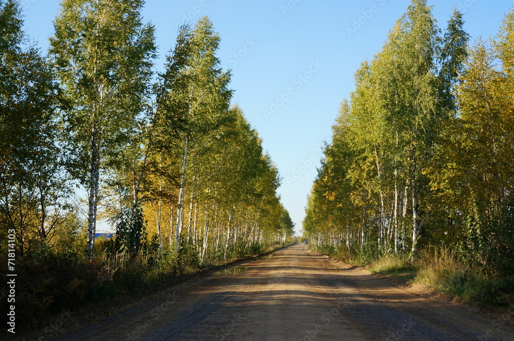 Fototapeta premium грунтовая дорога