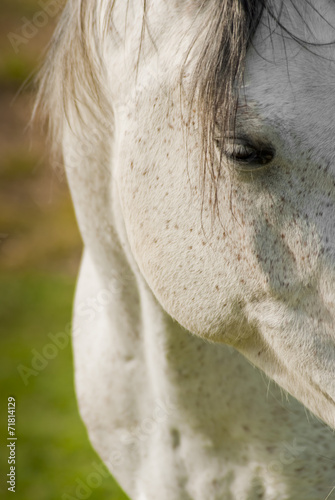 White horse © HeinSchlebusch