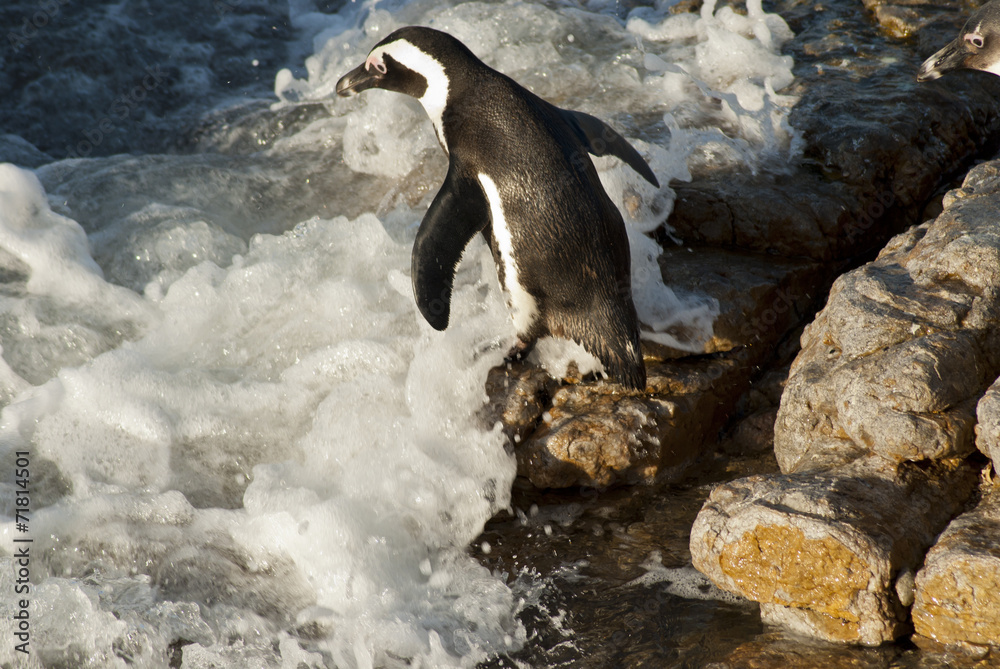 Obraz premium Penguins on a rocky beach