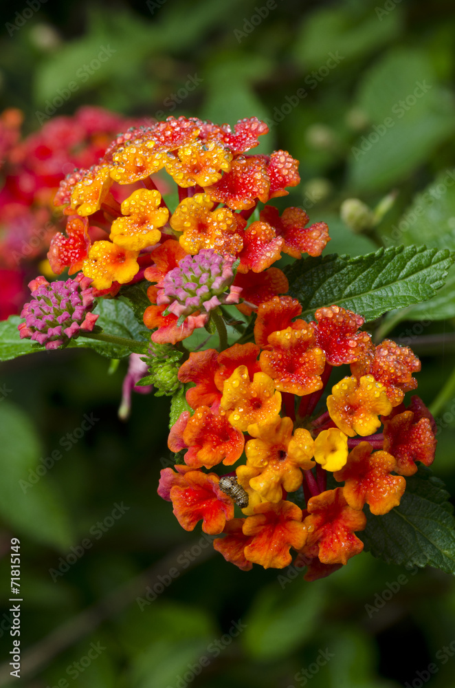 Lantana flowers Lantana flowers