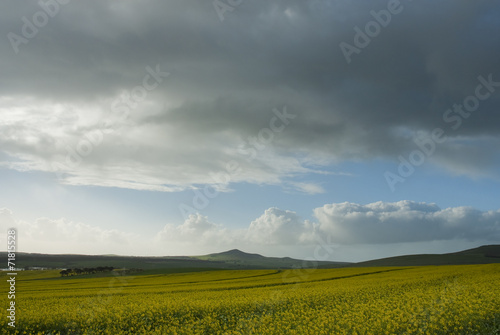 Canola field on a cloudy day