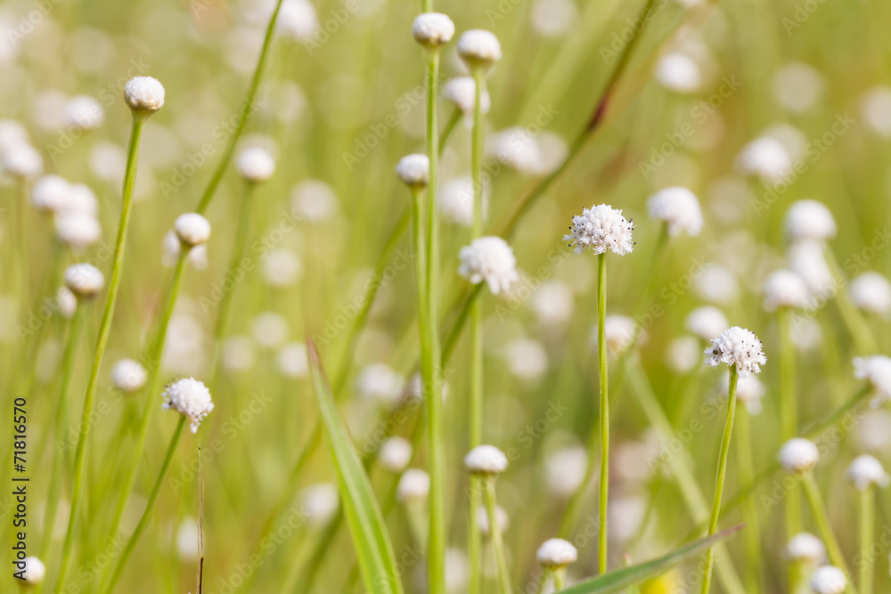 Eriocaulaceae flowers