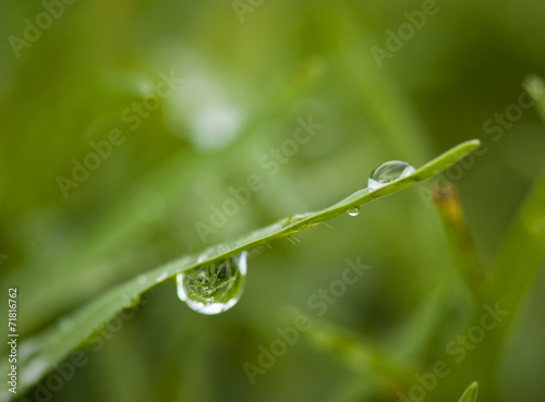 Droplet on a grass blade