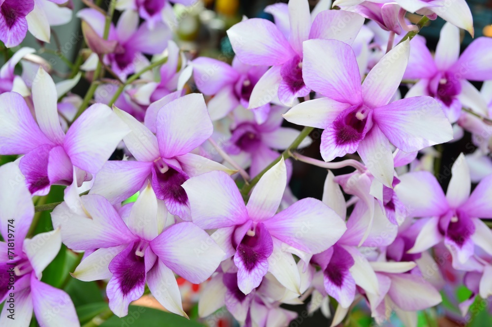 Blooming of Dendrobium Hybrid Orchid Flower Blooming of Dendrobium Hybrid Orchid Flower