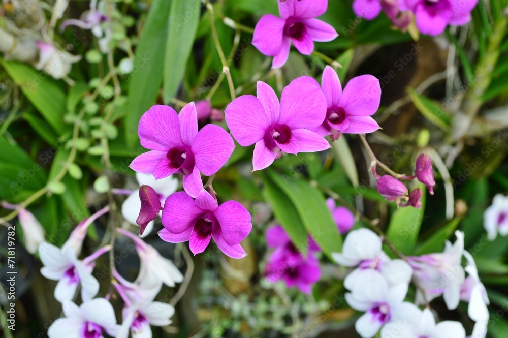 Dendrobium Orchids Flower