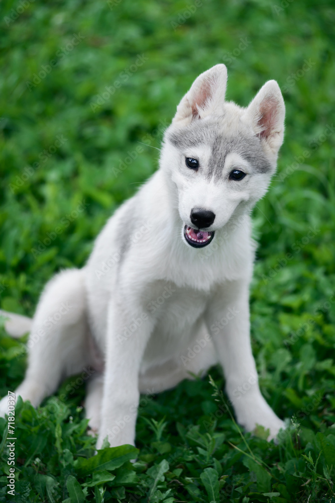 Puppy of Siberian husky sits on green grass
