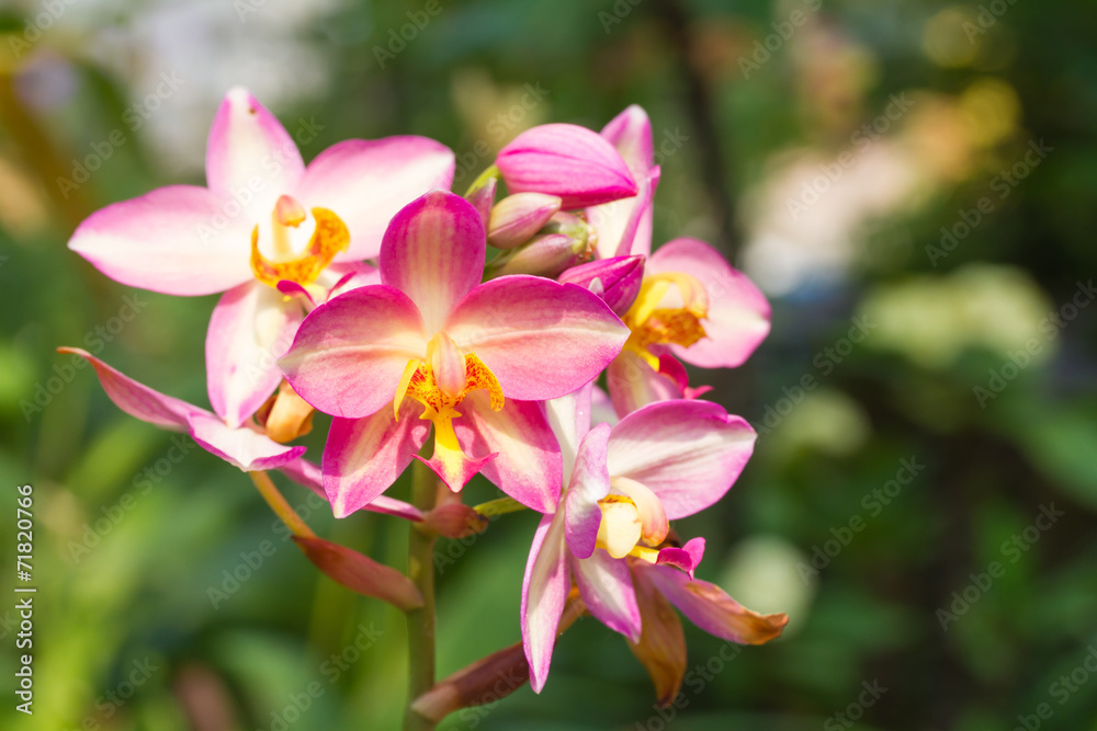 Soil orchid Soil orchid