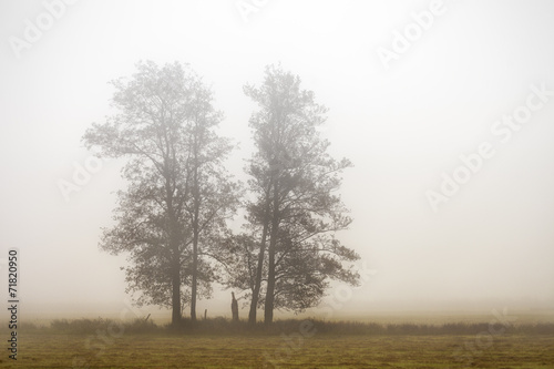 Bäume im Nebel 