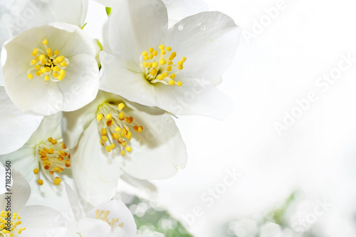 Fototapeta Naklejka Na Ścianę i Meble -  flowers jasmine