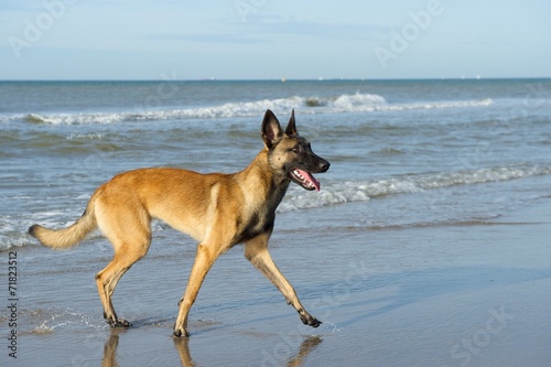 belgian shepherd dog near the sea © kees