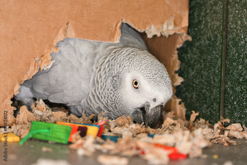 Naklejka premium African Grey parrot chewing cardboard box making a nest