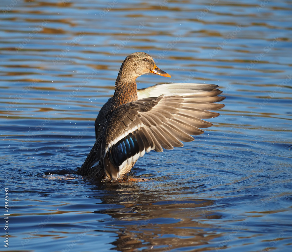 duck flaps its wings