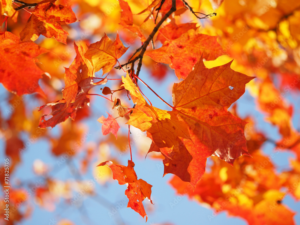maple leaves in autumn maple leaves in autumn
