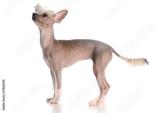 chinese crested puppy