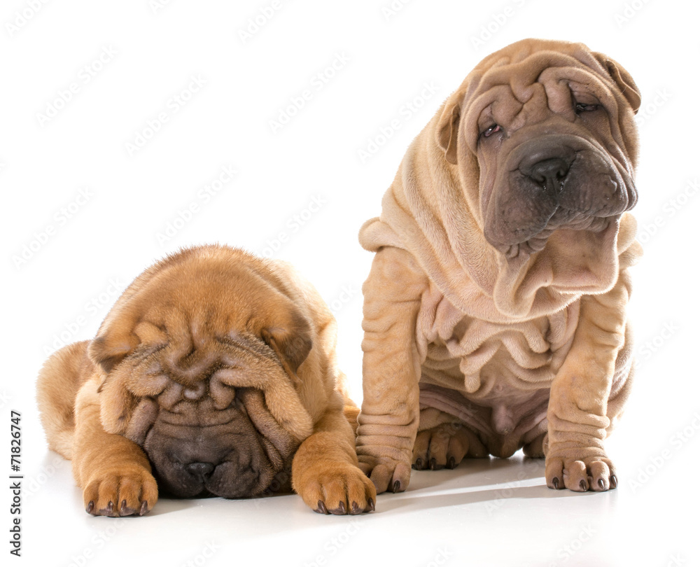 chinese shar pei