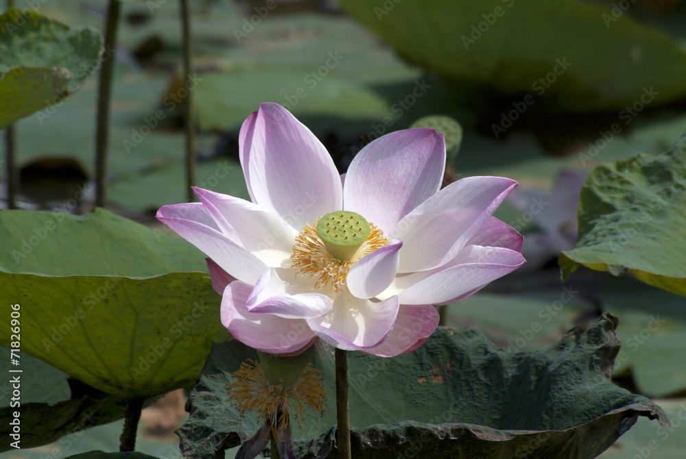 lotus