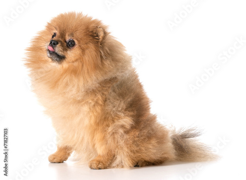 pomeranian