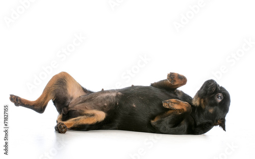 dog laying on back