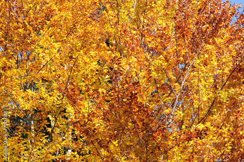 Autumn Carpathian forest