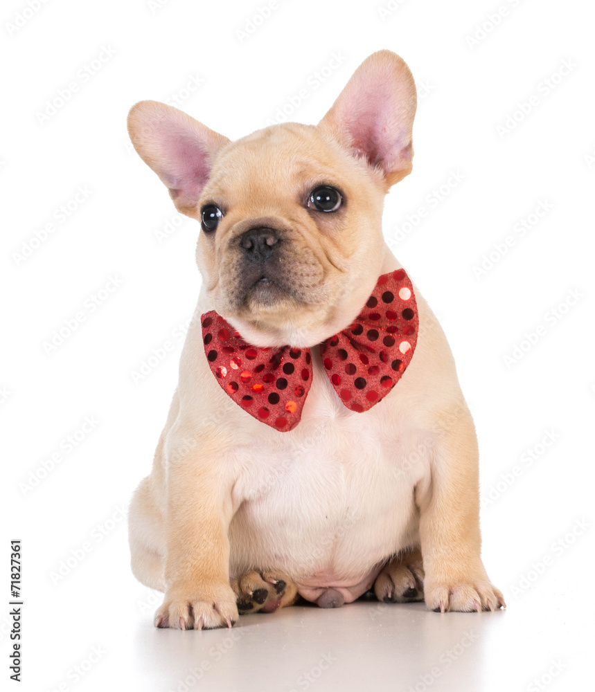 french bulldog