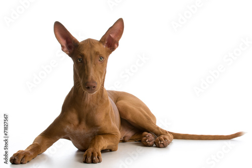 Fotografie, Tablou pharaoh hound puppy