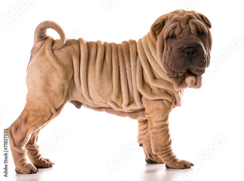 Obraz na płótnie chinese shar pei