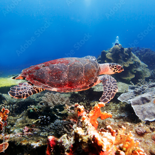 Green Sea Turtle near Coral Reef, Bali