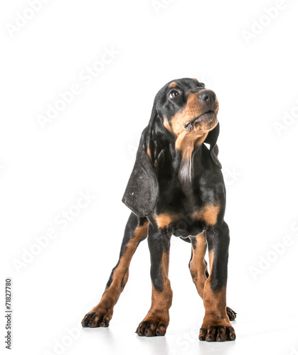 black and tan coonhound