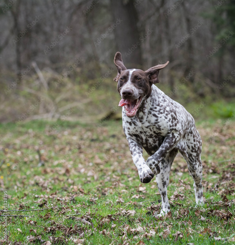 german shorthaired pointer