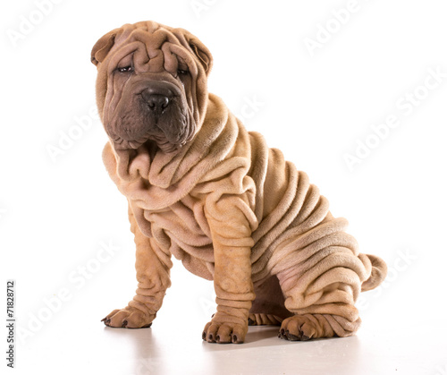 Fotografie chinese shar pei
