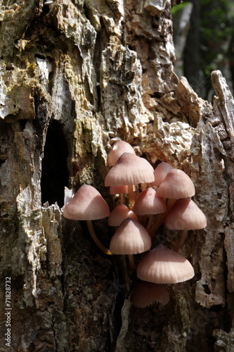 Mycène à pied rouge (mycena haematopus)