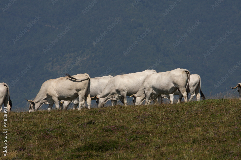 Vache gasconne,Pyrénées