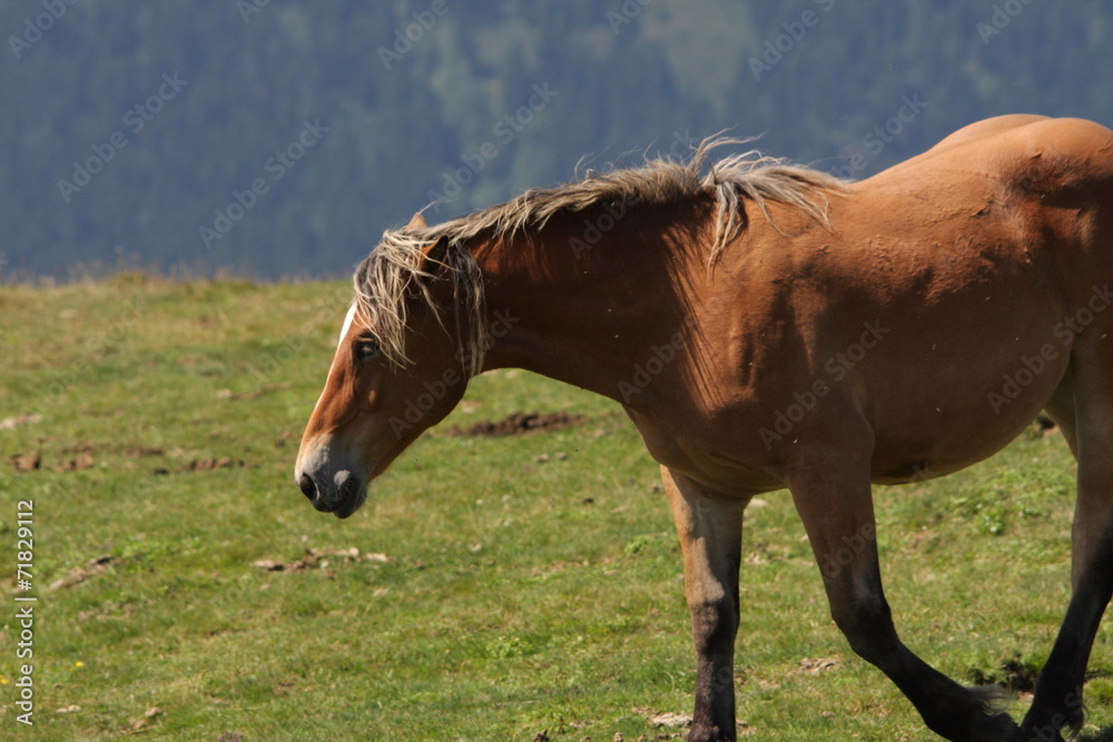 Fototapeta premium Cheval,Pyrénées audoises