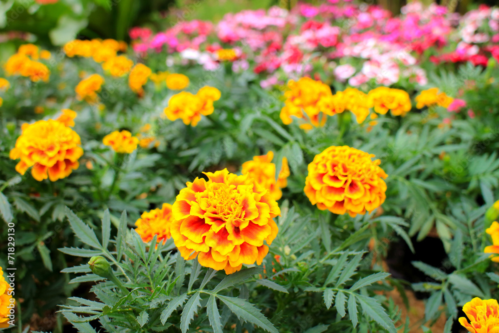 Flower garden. Flower garden.