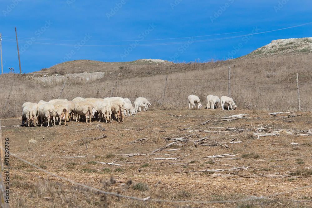Obraz premium sheep landscape