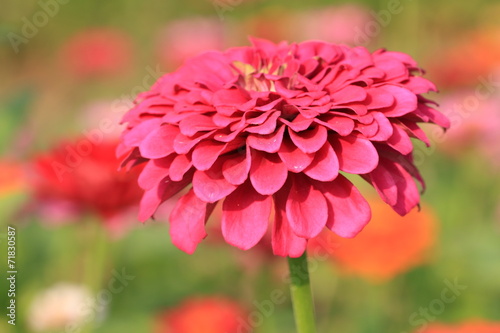 Zinnia flower
