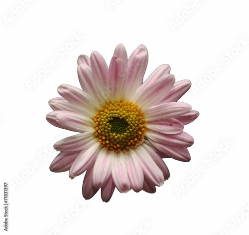 clear daisy with domestic garden